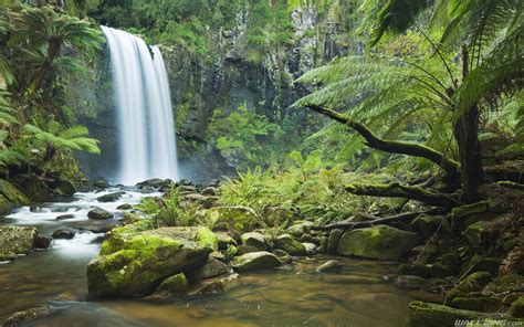 Rainforest Waterfall Waterfall Wallpaper Forest Waterfall Daintree