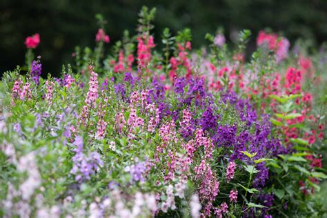 How To Grow And Care For Angelonia