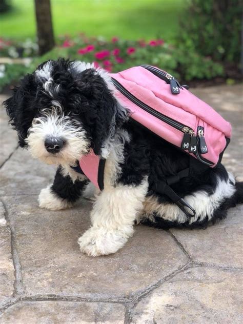 View our standard sheepadoodle and mini sheepadoodle wait lists below. Sheepadoodle Puppies For Sale - Iowa Sheepadoodle Breeder