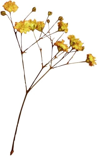 Transparent Background Aesthetic Dried Flowers Png Madathos