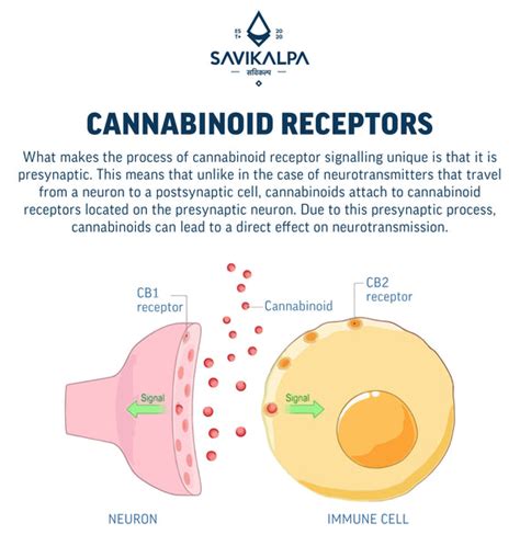 understanding cannabinoid receptors savikalpa journal savikalpa sciences
