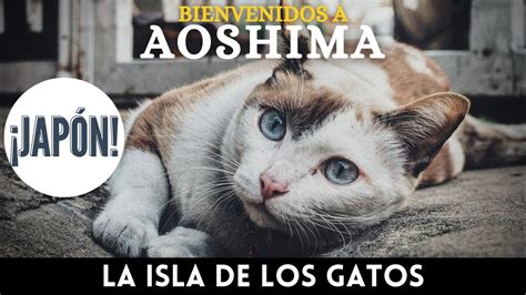 Aoshima La Isla De Los Gatos Youtube