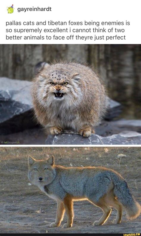 Pallas Cats And Tibetan Foxes Being Enemies Is So Supremely Excellent I