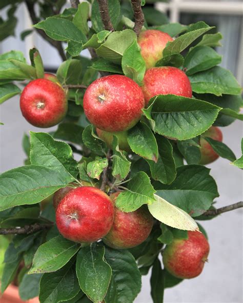Buy dwarf fruit trees and get the best deals at the lowest prices on ebay! DWARF APPLE Blush Babe™