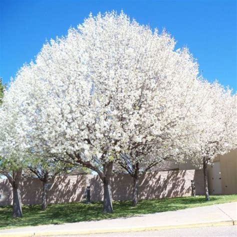 Aristocrat Flowering Pear Buy At Nature Hills Nursery Spring Blooms