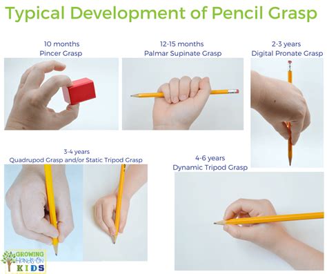 Typical Pencil Grasp Development For Writing Pencil Grasp Pencil