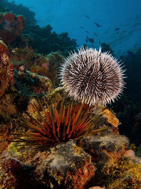 Sea Urchin Wikipedia