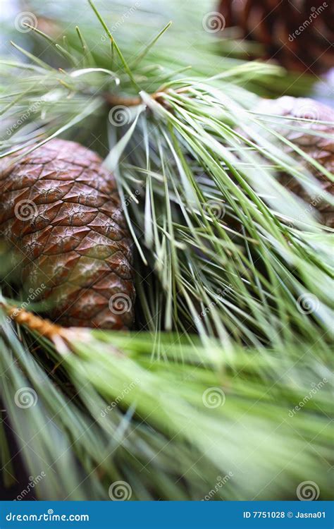 Pine Nuts With Pine Tree Branch Stock Photo Image Of Tree Leaves