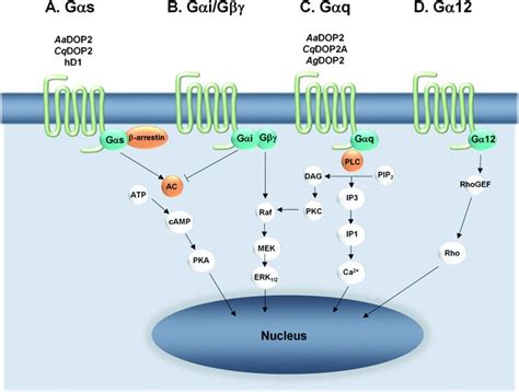 Schematic Diagram Showing Four G Protein Coupling Mechanisms A Gα S