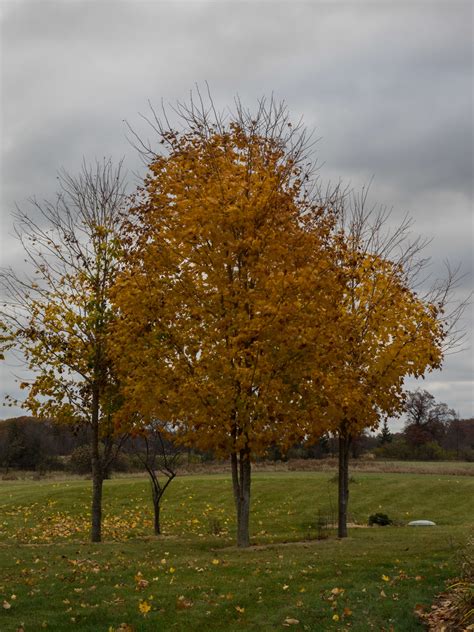 9 Common Types Of Maple Trees In Manitoba Progardentips