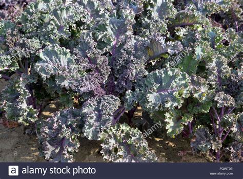 Kale Redbor High Resolution Stock Photography And Images Alamy