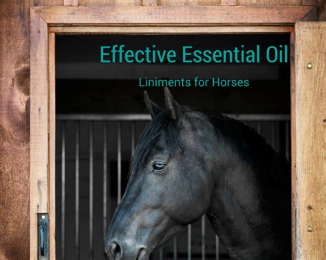 Making Your Own Equine Liniment With Essential Oils And Its Much