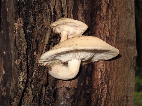 Hypsizygus Tessulatus Pleurote Tesselé Beech Mushroom Flickr
