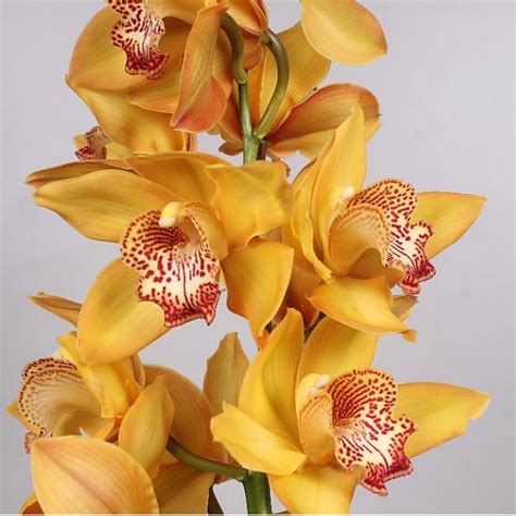 Cymbidium Orchid Yellow River 60cm Wholesale Dutch Flowers And Florist Supplies Uk