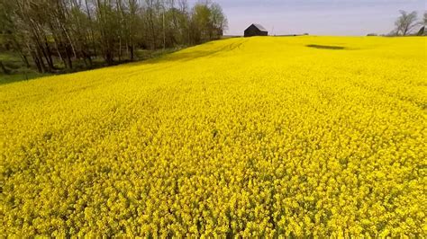 *amazon or other affiliate links may be included, see full disclosure after the post. Canola - Fields of Gold - YouTube