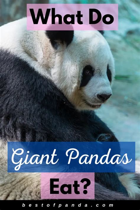 What Do Giant Pandas Eat A Guide To Pandas Diet