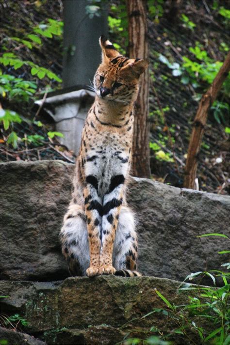 161 Best Images About Serval On Pinterest