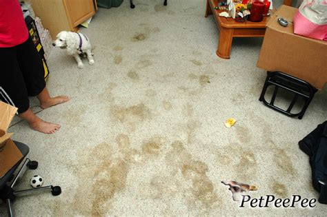 How Do You Get Dog Urine Stains Out Of Carpet