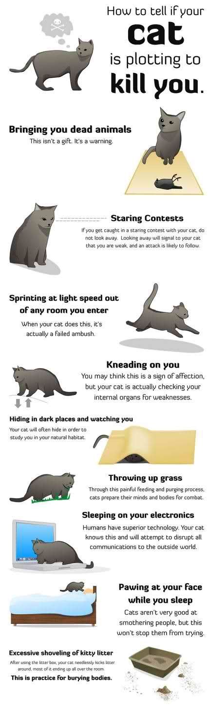 If your active cat is starting to slow down or doesn't seem to have the same. How To Tell If Your Cat Is Trying To Kill You from Cats ...