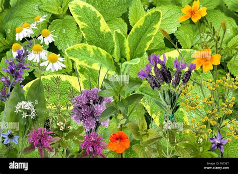 Healing Plants And Edible Wild Herbs In The European Alps Stock Photo