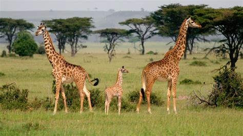 We Thought There Was One Giraffe Species—but There Are Four Mental Floss