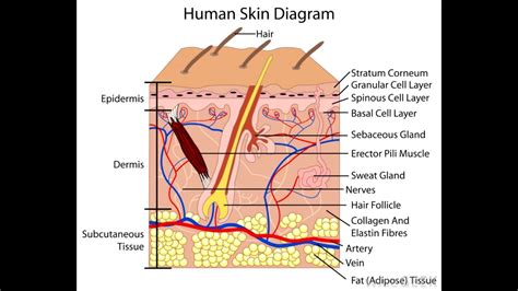 Anatomy Of Skin Layer Of Epidermis And Dermis And Important Questions
