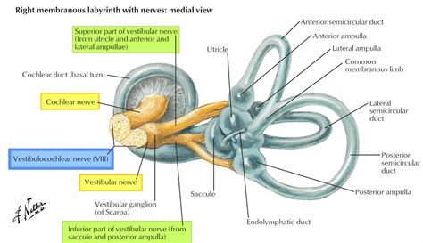 Vestibulocochlear Nerve Anatomy Location Function Damage And Test