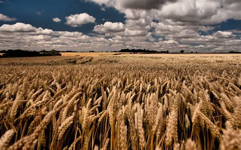 field, Landscape, Wheat Wallpapers HD / Desktop and Mobile ...