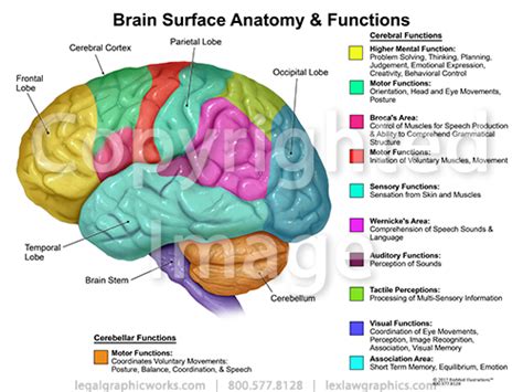 Brain Surface Anatomy Legal Graphicworks