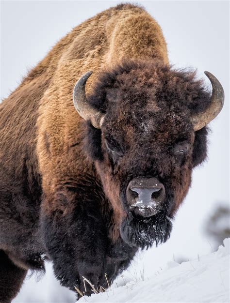 Yellowstone American Bison T Kahler Photography