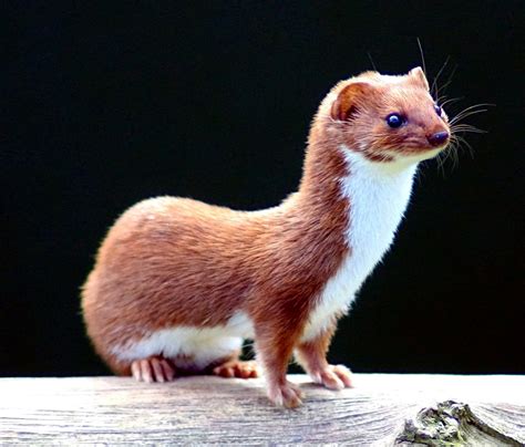 Weasel Profile And Information
