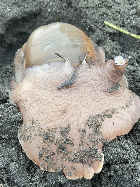 Creature Feature The Moon Snail Conqueror Of Clams Nec
