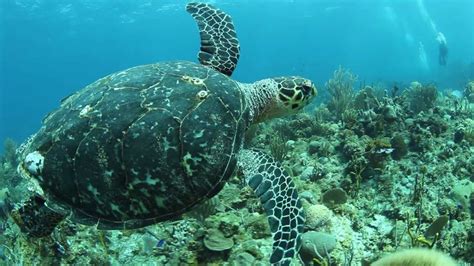 Dive | Postcards From Paradise - YouTube