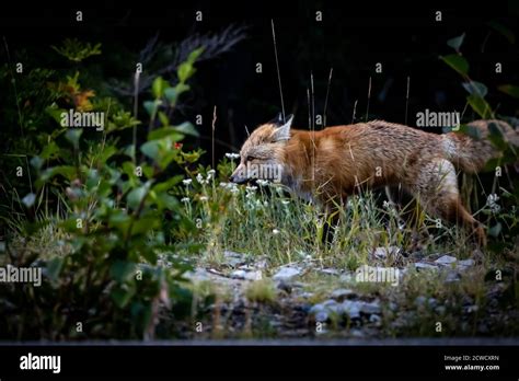 Red Fox On Mt Rainier National Park Stock Photo Alamy