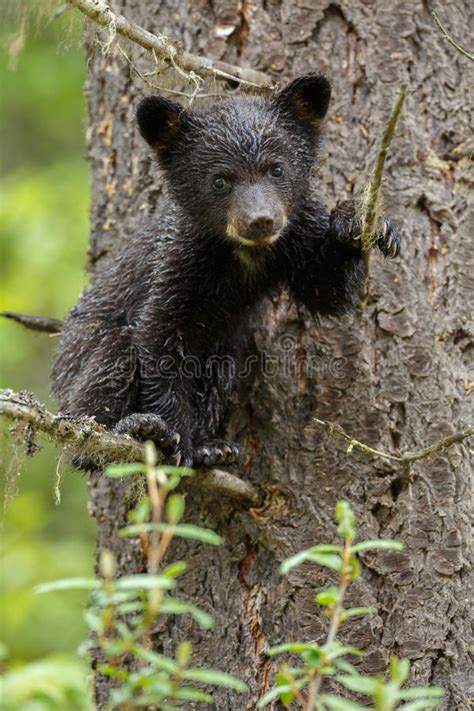 Black Bear Cub Tree Stock Images Download 1313 Royalty Free Photos