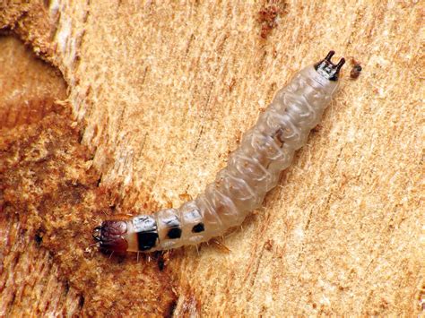 Bark Gnawing Beetle Larva Rock Creek Park Washington Dc Flickr
