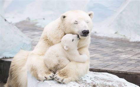 Baby Polar Bear Kissing Its Mother Image Abyss