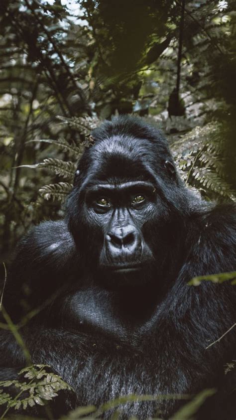 Id Like To See Endangered Silverback Gorillas In The Wild Fotografía