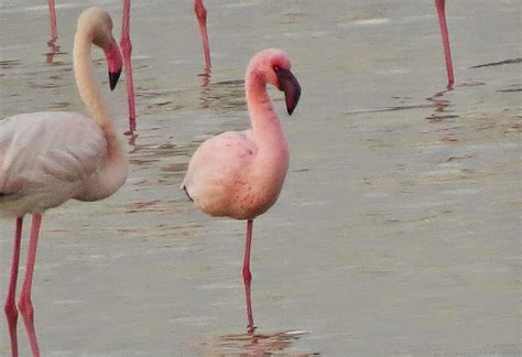 Birding for a Lark: Lesser flamingo at the Sulaibikhat outfall