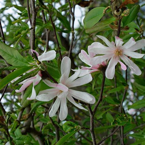 We did not find results for: Top 7 Different Types of Magnolia Trees