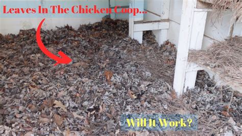 using dried leaves as chicken coop bedding youtube