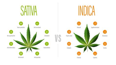 Sativa Vs Indica White Information Poster With Difference Of Indica And Sativa 2459241 Vector
