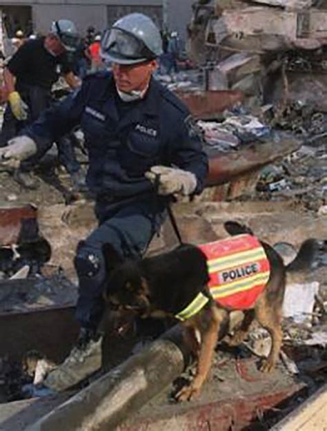 Remembering The Incredible Story Of Hero Dogs On 911 Everything
