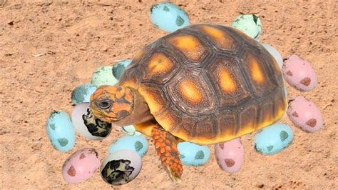 Red Eared Slider Turtle Digs Hole To Lay Eggs Red Eared Slider