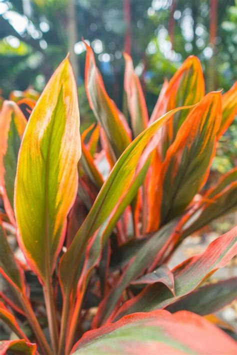 When As Well As Just How To Water Ti Plant Kingdom Cordyline Fruticosa My Blog
