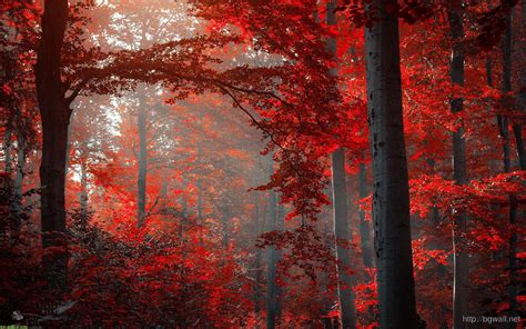 Dark Forest Red Autumn Wallpaper Desktop Background Wallpaper Hd