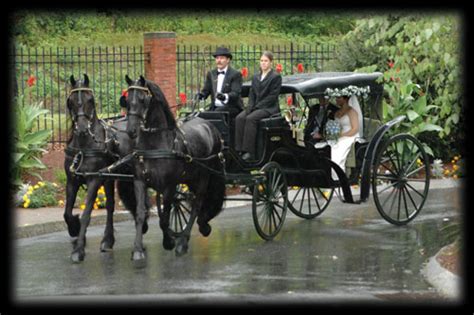 Carriage And Sleigh Friesians Of Majesty Friesian Stallions And