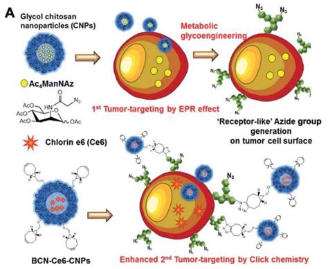 Click Chemistry In Biomedical Applications Biopharma Peg