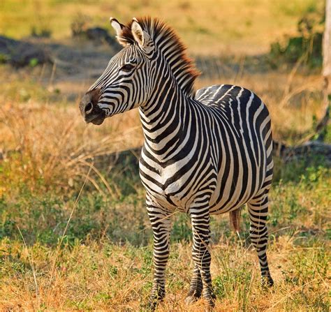 An Exhaustive List Of African Animals With Some Stunning Photos 2022