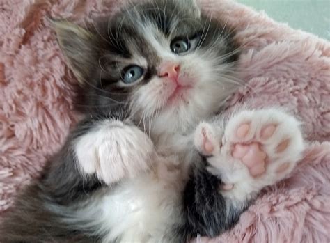 ‘truly Gorgeous Kitten Born With Four Extra Toes Peeblesshire News